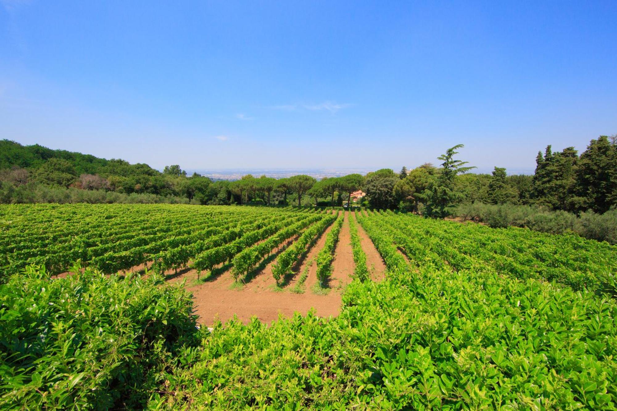 Frascati Country House Ґроттаферрата Екстер'єр фото